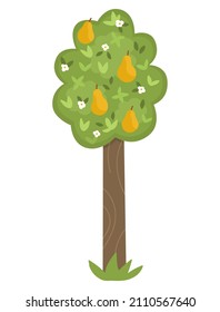Vector pear tree icon isolated on white background. Garden or forest plant with fruits, flowers and leaves. Flat spring woodland or farm illustration. Natural greenery picture
