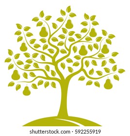 vector pear tree isolated on white background