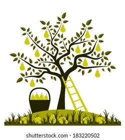 vector pear tree, ladder and basket of pears