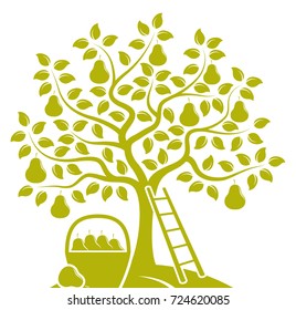vector pear tree, ladder and basket of pears isolated on white background