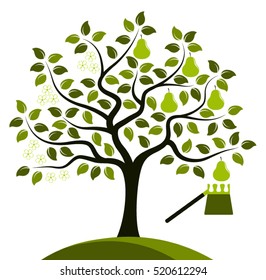 vector pear tree in two seasons and fruit picker isolated on white background