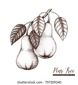 Vector pear tree vintage sketch. Hand drawn illustration. Engraved fruit drawing. Botanical design template. 