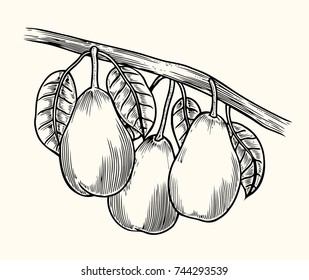 Vector pear tree vintage sketch. Hand drawn illustration. Engraved fruit drawing. Botanical design template.