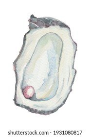 Vector pearl oyster water color, water colour illustration handpainted