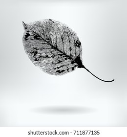 Vector Pear-tree Leaf Structure Skeletons with Veins