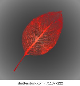 Vector Pear-tree Leaf Structure Skeletons with Veins
