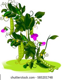 Vector - The peas on the ground on a white background
