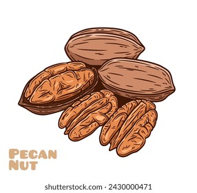 Vector pecan colorful illustration. Shelled and cracked pecan nuts. Nut kernels and shells