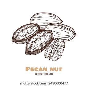 Vector pecan illustration. Shelled and cracked pecan nuts. Nut kernels and shells