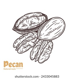 Vector pecan illustration. Shelled and cracked pecan nuts. Nut kernels and shells