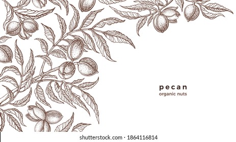Vector pecan plant, nuts, branch. Vintage botany hand drawn sketch on white background. Healthy organic protein food. Agriculture nature template