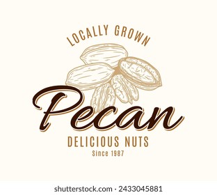 Vector pecan vintage logo. Nuts label design. Pecan nut kernels and shells illustration