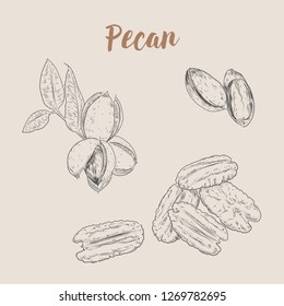 Vector pecans illustration sketch. Hand drawn with vintage style.