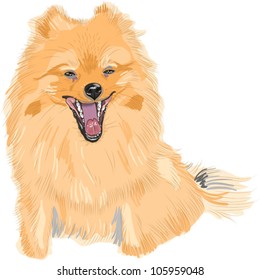 vector pedigreed dog German Toy Pomeranian is sitting and smiling