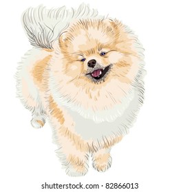 vector pedigreed dog German Toy Pomeranian is looking up, smiling