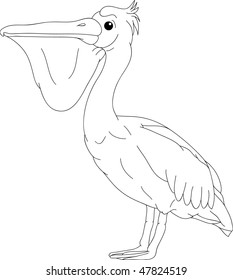 vector -   pelican bird isolated on background