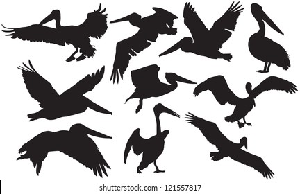 Vector pelican silhouette