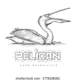 vector pelican swimming on water, illustration of a hand drawn animal