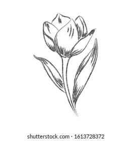 Vector pencil drawing of a flower with leaves isolated on a white background for a nature themed design. 