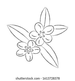 Vector pencil drawing of a flower with leaves isolated on a white background for a nature themed design. 