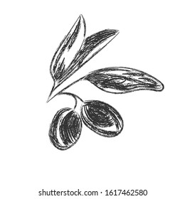 Vector pencil drawing of olive branch isolated on white background in Doodle style for kitchen design, oil or cosmetics. Flat design.