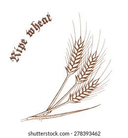 vector pencil hand drawn illustration of wheat with label "ripe wheat"