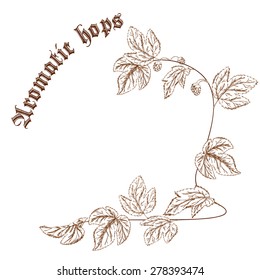 vector pencil hand drawn illustration of hop branch with cones with label "aromatic hops"