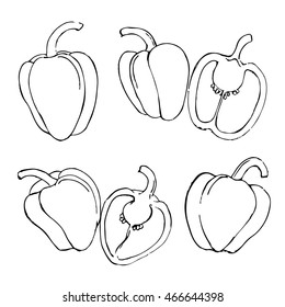 vector pencil sketch of bell pepper vegetable white black illustration