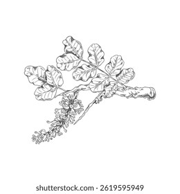 Esboço a lápis vetorial do ramo da alfarroba com folhas e flores. Planta botânica desenhada à mão. Estilo de contorno vintage. Superalimento. Vitamina Plano de fundo isolado. Decoração. Ilustração.