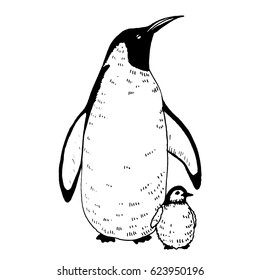 Vector penguin with a baby illustration. Hand drawn sketch of wild animal. Animals in the wild thematic drawing