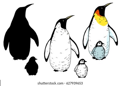 Vector penguin and baby set illustration. Hand drawn sketch of wild animal. Animals in the wild thematic drawing