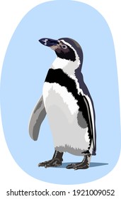 vector penguin in blue light background