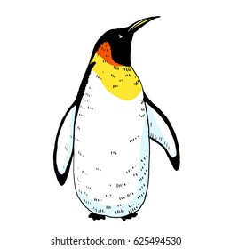 Vector penguin illustration. Hand drawn sketch of wild animal. Animals in the wild thematic drawing