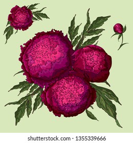 Vector peonies. Set of isolated burgundy flowers. Bouquets of flowers on a light green background. Template for floral decoration, fabric design, packaging or clothing.