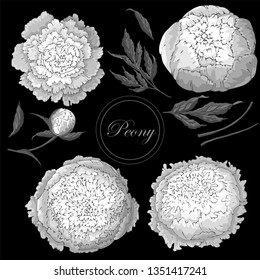 Vector peonies. Set of isolated monochrome white flowers on a black background. Template for floral decoration, fabric design, packaging or clothing