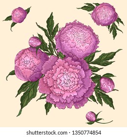 Vector peonies. Set of isolated pink-lilac flowers. Bouquets of flowers on a beige background. Template for floral decoration, fabric design, packaging or clothing.