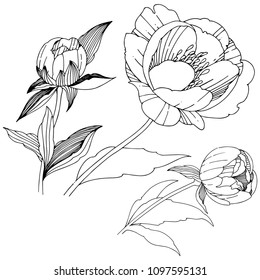 Vector peony. Floral botanical flower. Wild spring leaf wildflower isolated. Vector wildflower for background, texture, wrapper pattern, frame or border.