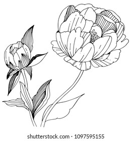 Vector peony. Floral botanical flower. Wild spring leaf wildflower isolated. Vector wildflower for background, texture, wrapper pattern, frame or border.