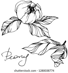 Vector Peony floral botanical flower. Wild spring leaf wildflower isolated. Black and white engraved ink art. Isolated peony illustration element.