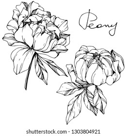 Vector peony floral botanical flower. Wild spring leaf wildflower isolated. Black and white engraved ink art. Isolated peony illustration element.