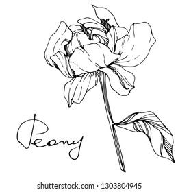 Vector peony floral botanical flower. Wild spring leaf wildflower isolated. Black and white engraved ink art. Isolated peony illustration element.