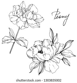 Vector Peony floral botanical flower. Wild spring leaf wildflower isolated. Black and white engraved ink art. Isolated peony illustration element.