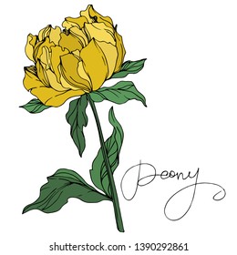 Vector Peony floral botanical flower. Wild spring leaf wildflower isolated. Yellow and green engraved ink art on white background.