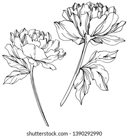 Vector Peony floral botanical flower. Wild spring leaf wildflower isolated. Black and white engraved ink art. Isolated peony illustration element.