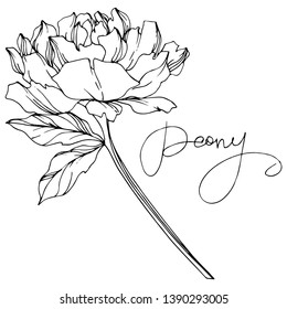 Vector Peony floral botanical flower. Wild spring leaf wildflower isolated. Black and white engraved ink art. Isolated peony illustration element.