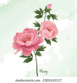 A vector peony flower with buds and blooming flowers