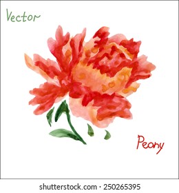 Vector peony flower hand painted in vibrant colors