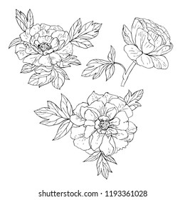 Vector peony flower isolated on white background. Element for design. Hand-drawn contour lines and strokes.