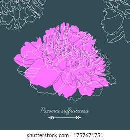 Vektorpechblume einzeln auf dunklem Hintergrund. Handgezeichnete botanische Skizze.