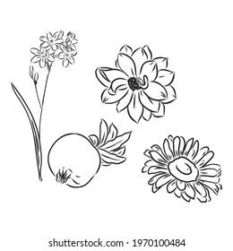 Vector peony flower isolated on white background. Element for design. Hand-drawn contour lines and strokes.